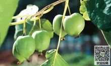 我们的菱角山小学