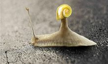 一只令人感叹的蜗牛