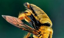 学习“蚂蚁精神”