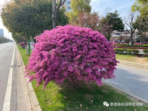 春天的花朵绽放后的蜕变
