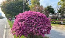 春暖花开后的蜕变