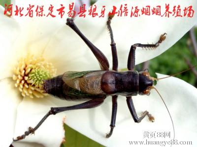 可爱的蚱hopper