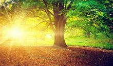 大树底下无美草