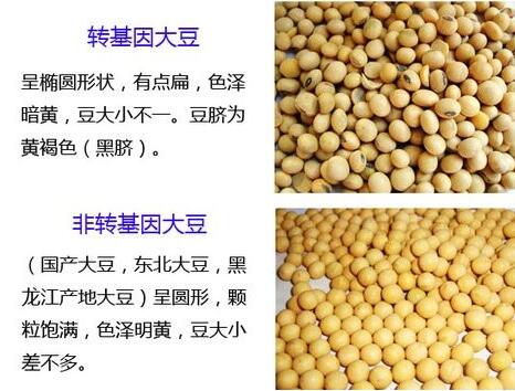 转基因食品