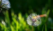 回忆中的蒲公英