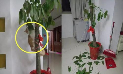 我的“植物杀手”