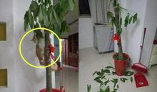 我家的“植物杀手”