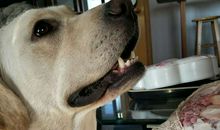 我家的拉布拉多犬