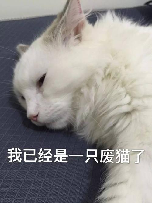 我真的很想当猫