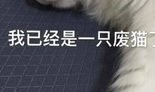 我真想变成一只猫