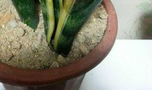 虎皮兰给我的启示