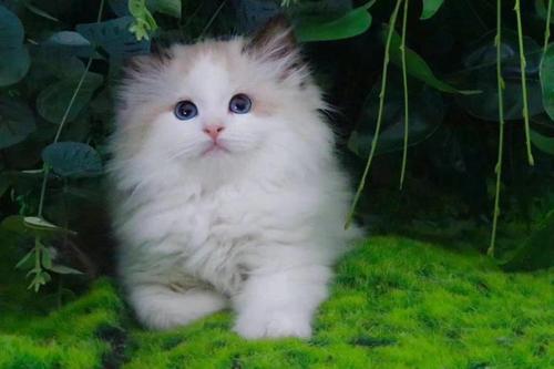 猫疯子
