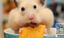 小仓鼠夜游三年三班之旅