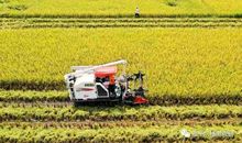 又到一年收获时