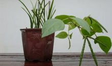 “坚强的绿豆”