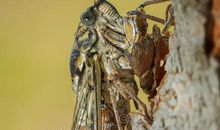 我发现蝉的唱歌秘密