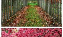 那条伴我长大的小路