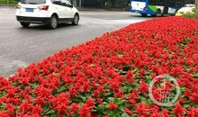 冬日里的那抹温暖