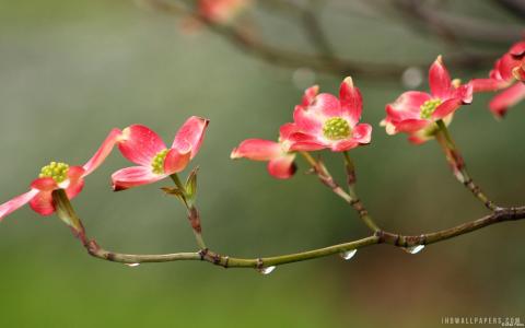 花在雨中