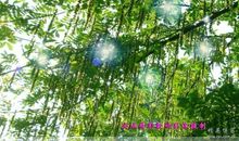 小区里的枫杨树