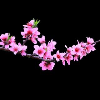 与花和叶子说再见