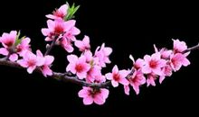 用一花一叶说再见