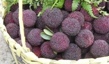 口才出众的“杨梅”