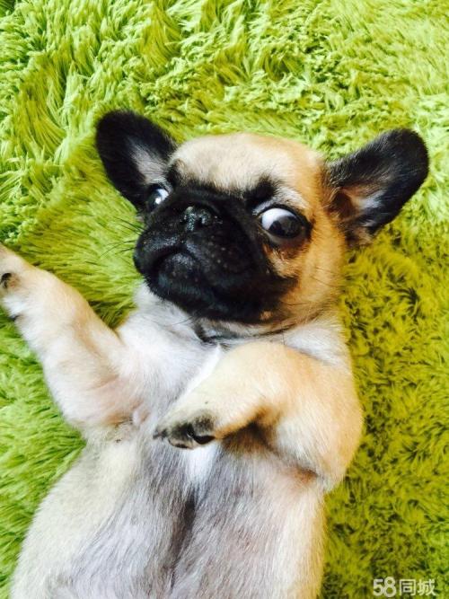 可爱的小哈巴狗