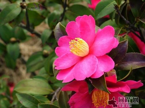 您是错的山茶花吗