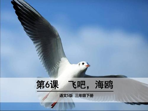 海鸥飞回