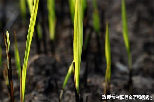 我跟随小草