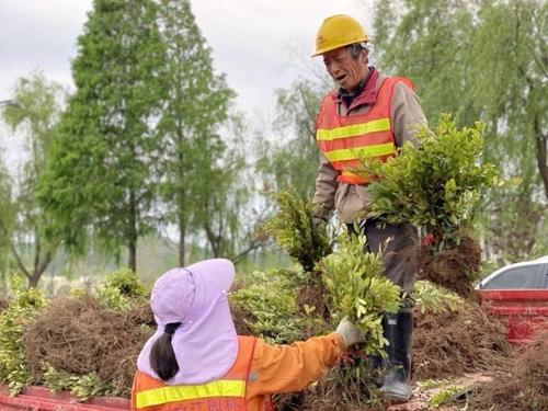 采茶最光荣的劳动