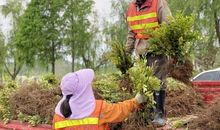 劳动最光荣之采茶