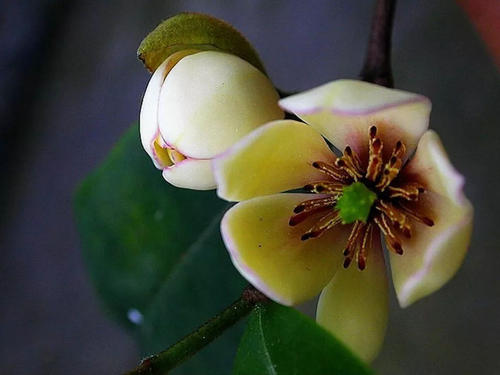 微笑花