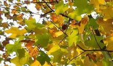 窗外的那棵梧桐树