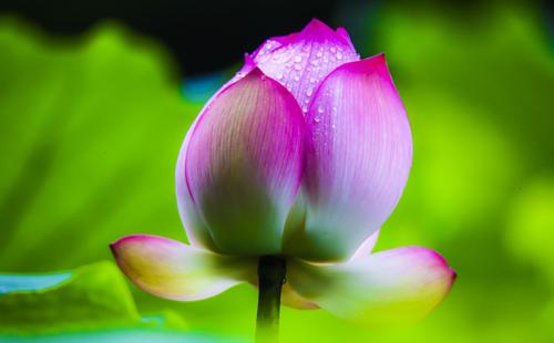公园里的莲花