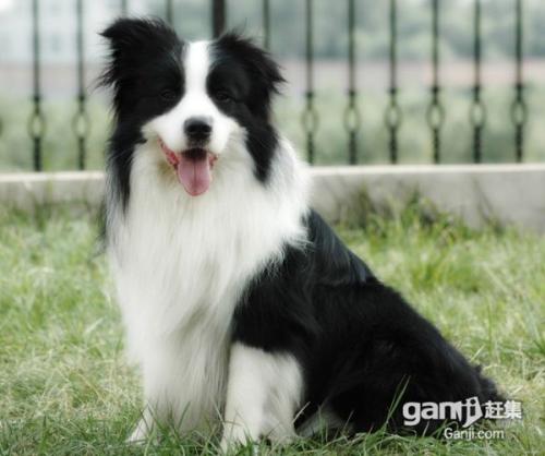我的小边境牧羊犬