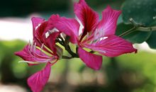 一叶浮生我才是主角