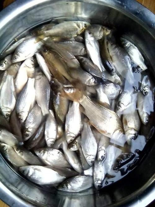 垃圾鱼