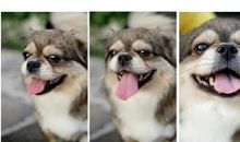 我家的“动物邻居”