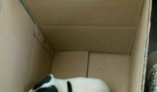 小狗的世界真难懂