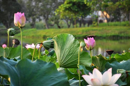 清河