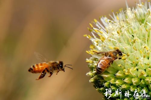 蜜蜂引起的思想