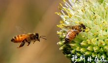 蜜蜂引起的思索