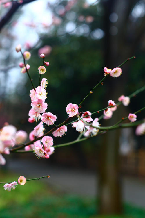 梅花在雨中