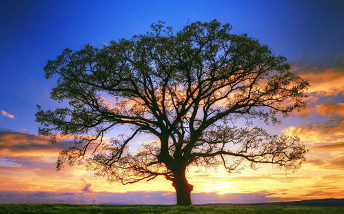 我想成为一棵树