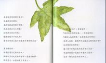 做一片美的叶子读后感