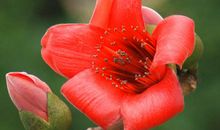 春天的红木棉_1200字