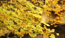 真没有想到我可以打银杏