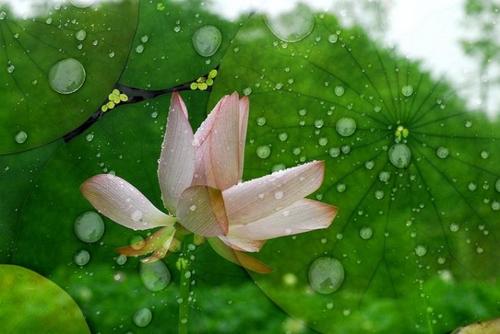 听雨